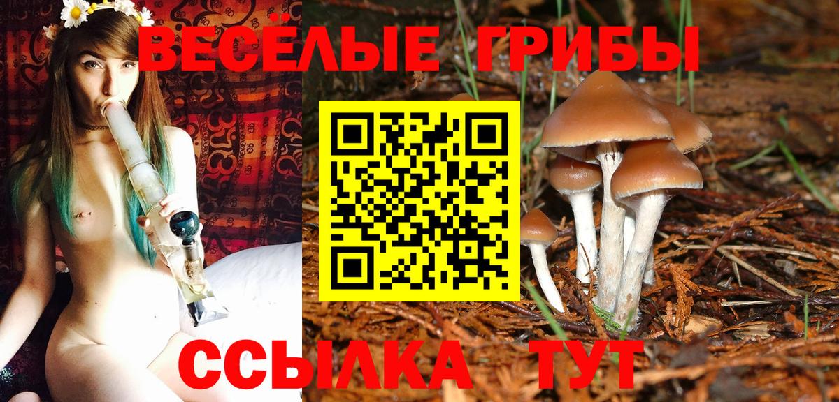 Галлюциногенные грибы Psilocybe Южноуральск